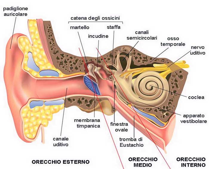 anatomia orecchio