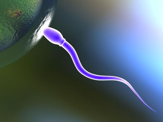 Gamete Spermatozoo